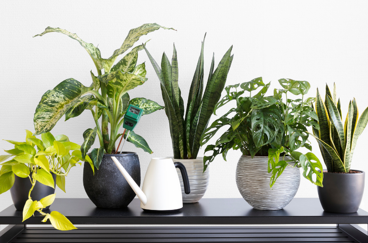 Why Your Houseplants Keep Dying